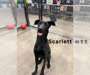Great Dane-Labrador Retriever Mix Dogs for adoption in Evansville, IN, USA