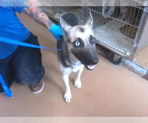 German Shepherd Dog-Unknown Mix Dogs for adoption in Chula Vista, CA, USA