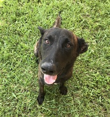 Mutt Dogs for adoption in Fort Laderdale, FL, USA