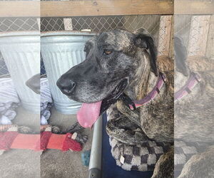 Great Dane Dogs for adoption in Palm Beach, FL, USA
