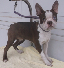 Boston Terrier Dogs for adoption in Birch Tree, MO, USA