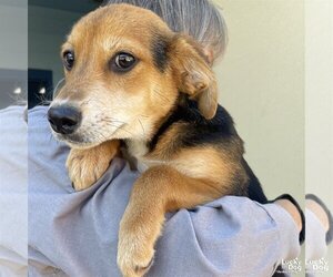 Medium Photo #1 Beagi Puppy For Sale in Washington, DC, USA