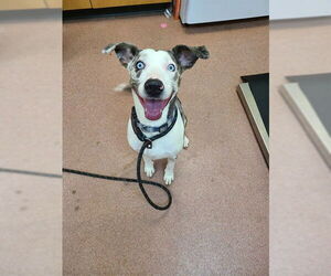 Catahoula Leopard Dog-Unknown Mix Dogs for adoption in Ogden, UT, USA