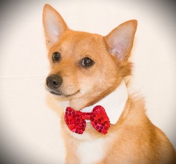 Medium Photo #1 Finnish Spitz Puppy For Sale in Carrollton, TX, USA
