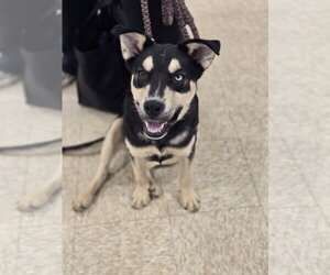 Australian Shepherd-Unknown Mix Dogs for adoption in Minneapolis, MN, USA