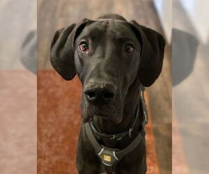 Great Dane Dogs for adoption in Lakewood, CO, USA