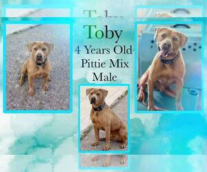 American Pit Bull Terrier-Unknown Mix Dogs for adoption in Jacksonville, NC, USA