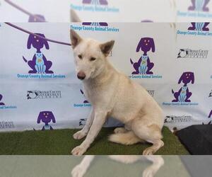 German Shepherd Dog-Siberian Husky Mix Dogs for adoption in Orlando, FL, USA