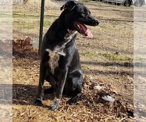 Labrador Retriever-Unknown Mix Dogs for adoption in Lonsdale, AR, USA