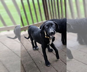 Labmaraner Dogs for adoption in Aurora, IN, USA