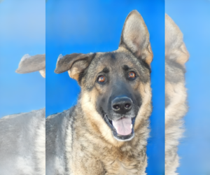 German Shepherd Dog Dogs for adoption in Pasadena, CA, USA