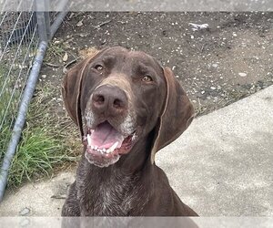 Small German Shorthaired Pointer