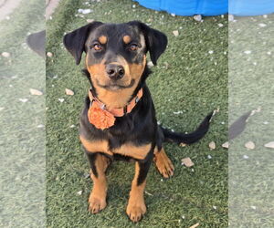 Rottweiler-Unknown Mix Dogs for adoption in Sandy, UT, USA