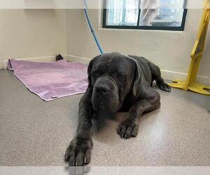 Mutt Dogs for adoption in Pasadena, CA, USA