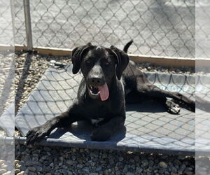 Mutt Dogs for adoption in Sterling, MA, USA