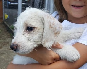 Medium Photo #1 Dachshund Puppy For Sale in Smithfield, PA, USA