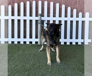 German Shepherd Dog-Unknown Mix Dogs for adoption in Modesto, CA, USA