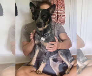 Mutt Dogs for adoption in Garden City, NY, USA