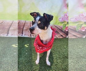 Rat Terrier Dogs for adoption in Phoenix, AZ, USA