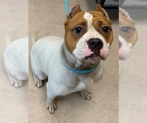 Bulldog-Unknown Mix Dogs for adoption in Saginaw, MI, USA