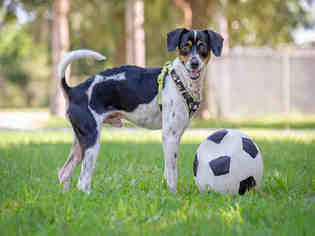 Raggle Dogs for adoption in Vero Beach, FL, USA