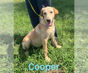 Golden Labrador Dogs for adoption in Scottsboro, AL, USA