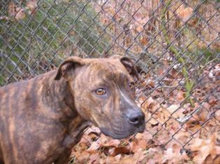 American Pit Bull Terrier Dogs for adoption in Eureka Springs, AR, USA