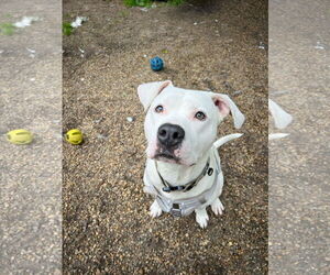 Boxer-Unknown Mix Dogs for adoption in Holland, MI, USA