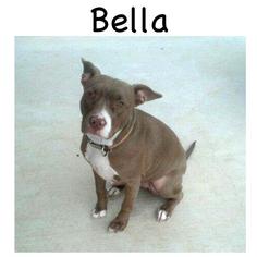 American Pit Bull Terrier-Unknown Mix Dogs for adoption in Keller, TX, USA