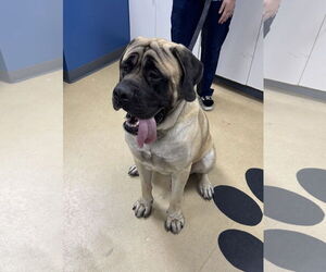Mastiff Dogs for adoption in Royal Palm Beach, FL, USA