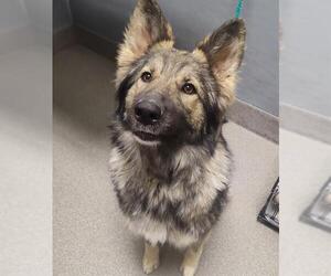 German Shepherd Dog-Unknown Mix Dogs for adoption in Las Vegas, NV, USA