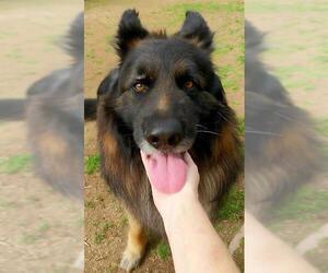 German Shepherd Dog Dogs for adoption in Sacramento, CA, USA