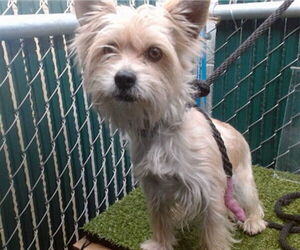 Mutt Dogs for adoption in Downey, CA, USA