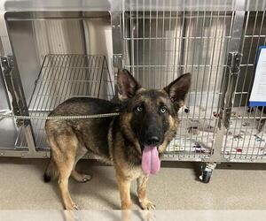 German Shepherd Dog-Unknown Mix Dogs for adoption in Grand Prairie, TX, USA
