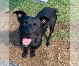 Labrador Retriever-Spaniel Mix Dogs for adoption in Bryant, AR, USA