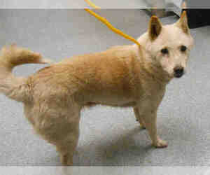 Shiba Inu Dogs for adoption in Orange, CA, USA