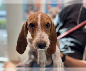 Beagle Dogs for adoption in Tavares, FL, USA