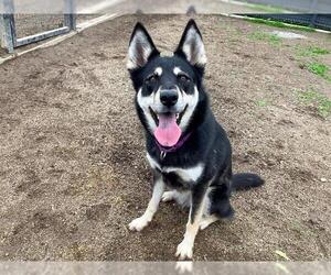 Siberian Husky-Unknown Mix Dogs for adoption in Orange, CA, USA