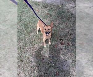 Chihuahua-Unknown Mix Dogs for adoption in Houston, TX, USA