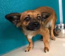 Dameranian Dogs for adoption in Claremore, OK, USA