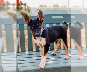 Mutt Dogs for adoption in Seal Beach, CA, USA