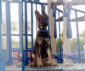 German Shepherd Dog Dogs for adoption in West Sacramento, CA, USA