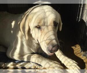 Great Pyrenees-Unknown Mix Dogs for adoption in Riverside, CA, USA