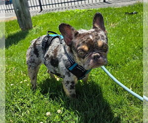 French Bulldog Dogs for adoption in Modesto, CA, USA