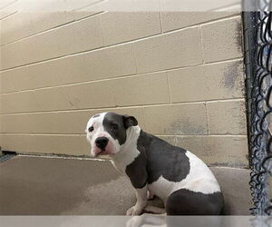 American Pit Bull Terrier-Unknown Mix Dogs for adoption in Waco, TX, USA