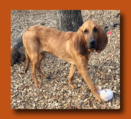 Bloodhound Dogs for adoption in Wakefield, RI, USA