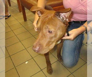 American Pit Bull Terrier-Unknown Mix Dogs for adoption in Ocala, FL, USA