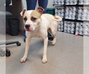 Mutt Dogs for adoption in La Porte, IN, USA