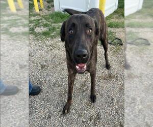 American Pit Bull Terrier-Labrador Retriever Mix Dogs for adoption in Bakersfield, CA, USA