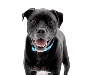 American Pit Bull Terrier-Labrador Retriever Mix Dogs for adoption in Los Angeles, CA, USA